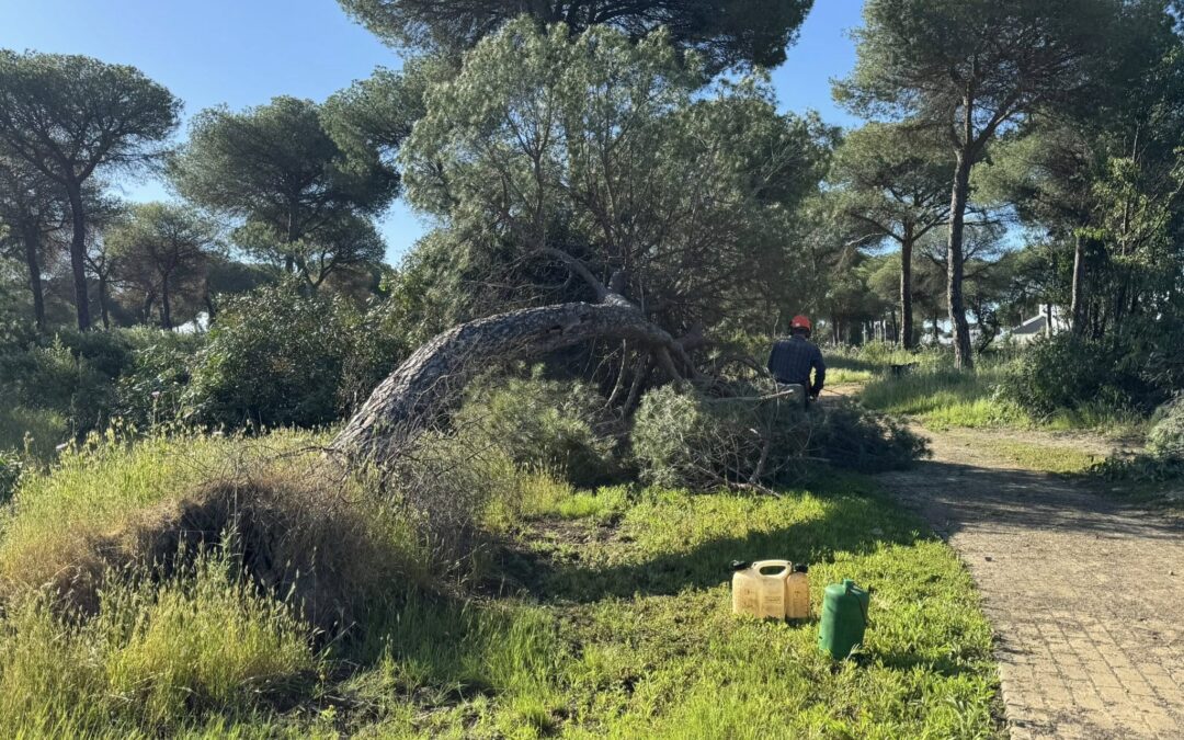 Desbroce y tratamiento plagas en la Monacilla.